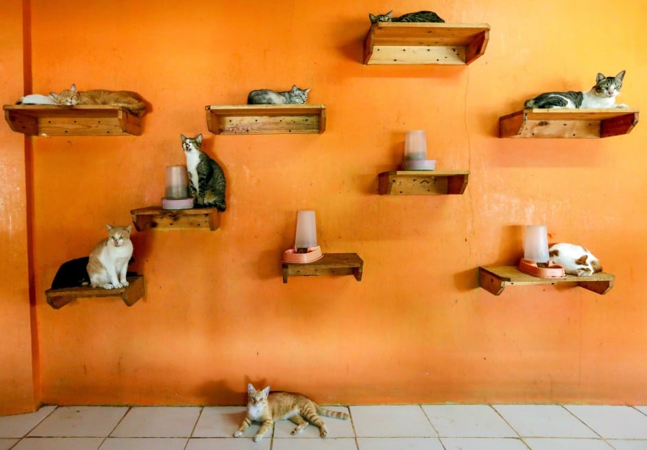 cat shelter