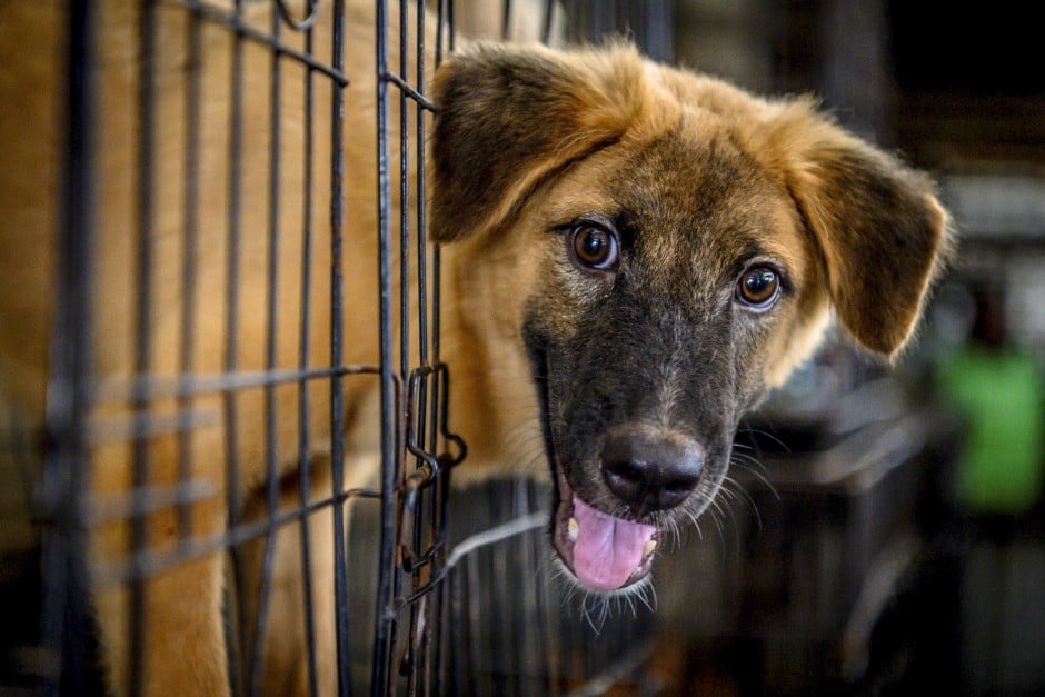 Wallpaper Overcrowded No Adoption Thai Animal Shelter Blames Coronavirus For Drop In Donations South China Morning Post HD