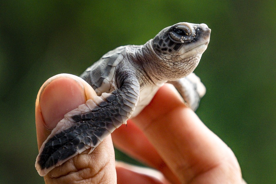 Saving Malaysia S Turtles South China Morning Post