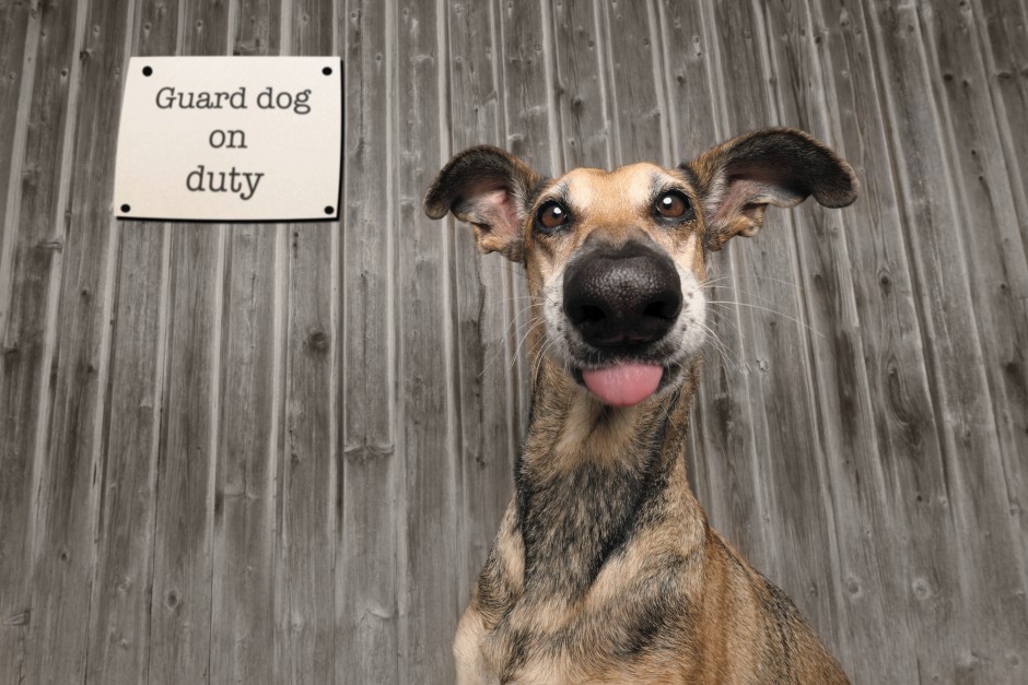 Comedy Pets Photography Awards 2020 Winners Revealed South China Morning Post