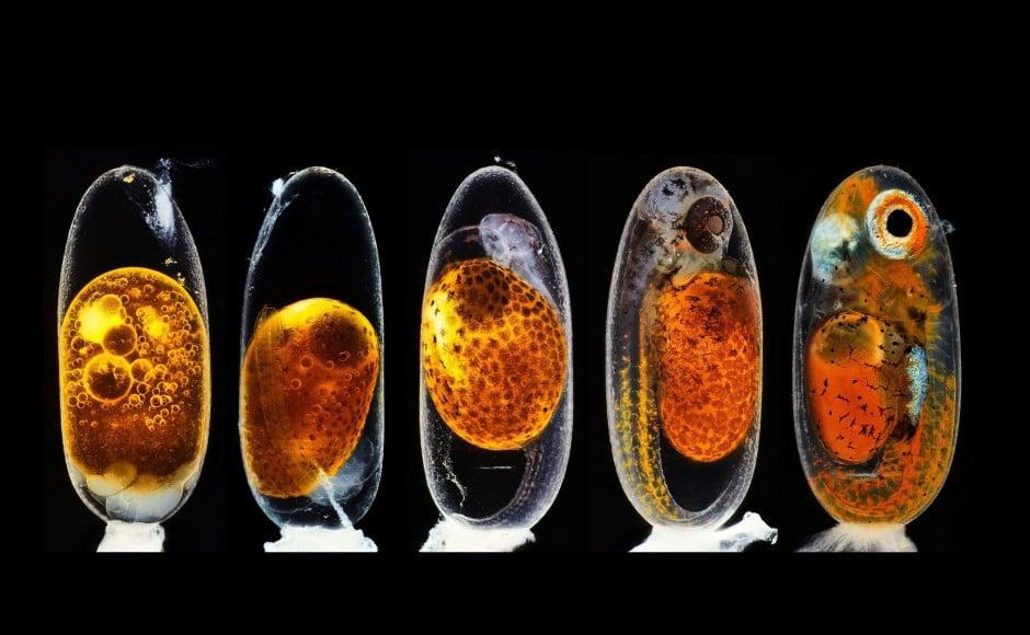 scientific photography competition