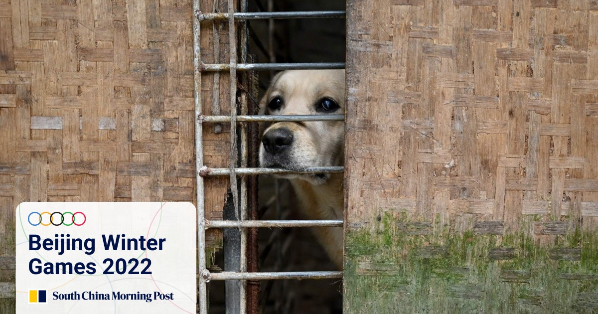 Dog S Life For China Animal Rescuer Who Shares Her Home With 1 300 Strays South China Morning Post