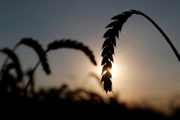 Ears of wheat in a field near the village of Hrebeni in Kyiv region, Ukraine in July 2020. Photo: Reuters