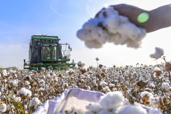A cotton-picking machine moves through in a field in China’s Xinjiang Uygur autonomous region. Photo: Xinhua