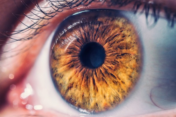 The retina is a layer of sensory cells required for clear vision. It can detach from the back of the eye for a variety of reasons. A detached retina requires prompt surgery to avoid losing sight in the eye. Photo: Shutterstock