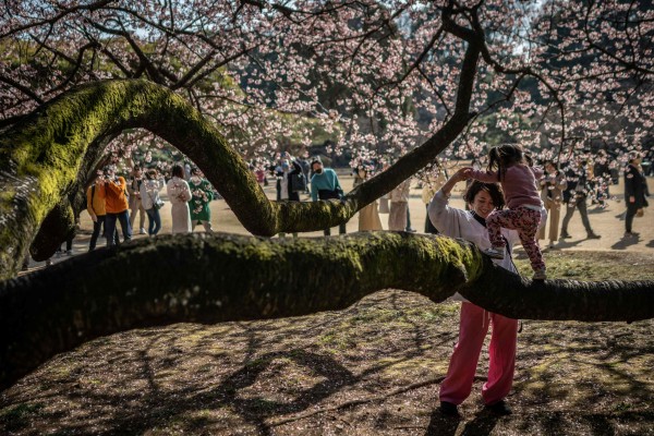 A Japanese mother and a child play on a cherry blossom tree in Tokyo. Photo: AFP