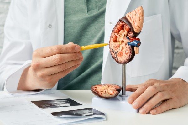 Chronic kidney disease (CKD) often shows no symptoms until it is advanced. On World Kidney Day, doctors urge us to protect ourselves against this incurable disease by living a healthy life. Photo: Shutterstock