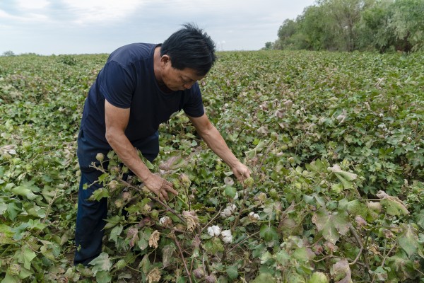 Cotton farmer Gong Lunquan checks the growth of cotton in a field near Urumqi in northwestern China’s Xinjiang Uygur autonomous region. Photo: Xinhua