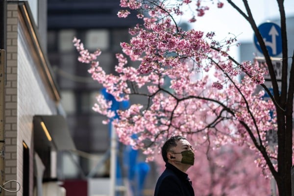 A man looks at the cherry blossom trees at the Chuo district of Tokyo. Japan’s Vice-Foreign Minister Masataka Okano, US Deputy Secretary of State Kurt Campbell and Maria Theresa Lazaro, an undersecretary of the Philippine Foreign Affairs Department, met in Tokyo on Thursday. Photo: AFP