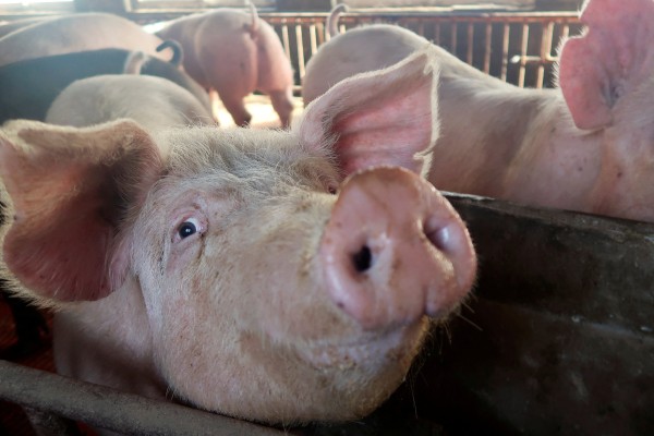 Pigs are seen on a family farm in Xiaoxinzhuang village, Hebei province, China in this 2018 file photo. Photo: Reuters