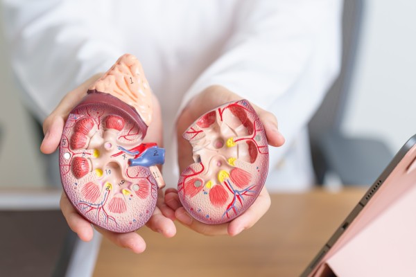 A kidney donor’s risk of dying as a result of surgery to remove the organ has reached a new low of less than one in 10,000, and the remaining kidney grows to meet the body’s needs, experts say. Photo: Shutterstock