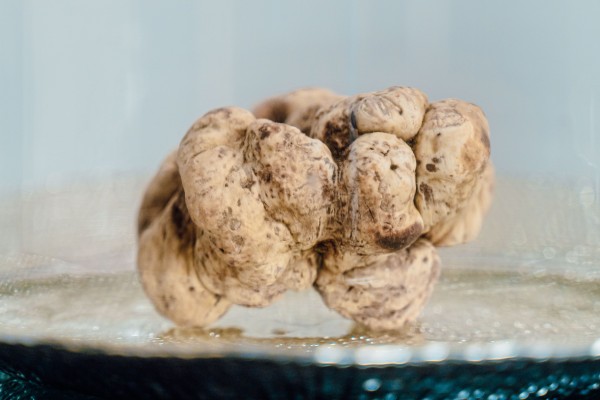 The 908g Alba white truffle that was sold as part of a single-lot package for US$154,000 to a Hong Kong bidder at the 2024 World Alba White Truffle Auction, on November 10. Photo: Castellana The 908g Alba white truffle that was sold as part of a single-lot package for US$154,000 to a Hong Kong bidder at the 2024 World Alba White Truffle Auction, on November 10. Photo: Castellana