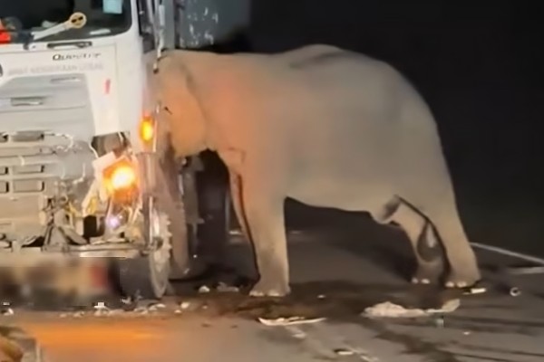 A still from a video circulated on social media showing a mother elephant trying to free her calf after it was hit by a lorry on Malaysia’s East-West Highway on Sunday. Photo: Facebook