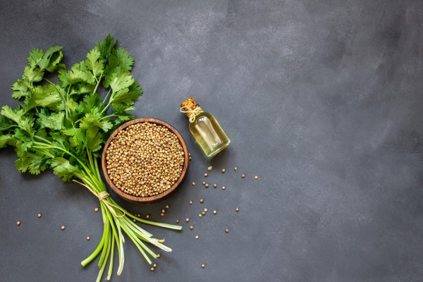 Glass bottle of coriander essential oil with coriander powder and fresh cilantro leaves on rustic table, aromatherapy massage oil concept ( coriandrum sativum )