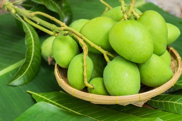 Unripe green mangoes add flavour to curries and chutneys in Indian cuisine, and are the star ingredient of Thai green mango salad. Photo: Shutterstock Unripe green mangoes add flavour to curries and chutneys in Indian cuisine, and are the star ingredient of Thai green mango salad. Photo: Shutterstock