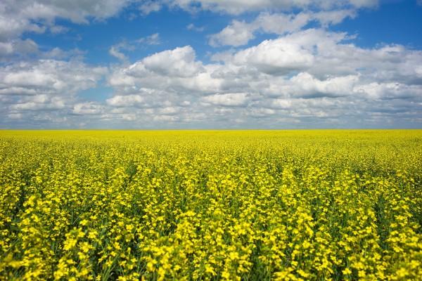 Fields of canola, a crop used for making cooking oil, are in full bloom on the Canadian prairies. Canada has been China’s dominant supplier of canola in recent years, but shipments are now plunging due to Chinese tariffs. Photo: Reuters Fields of canola, a crop used for making cooking oil, are in full bloom on the Canadian prairies. Canada has been China’s dominant supplier of canola in recent years, but shipments are now plunging due to Chinese tariffs. Photo: Reuters