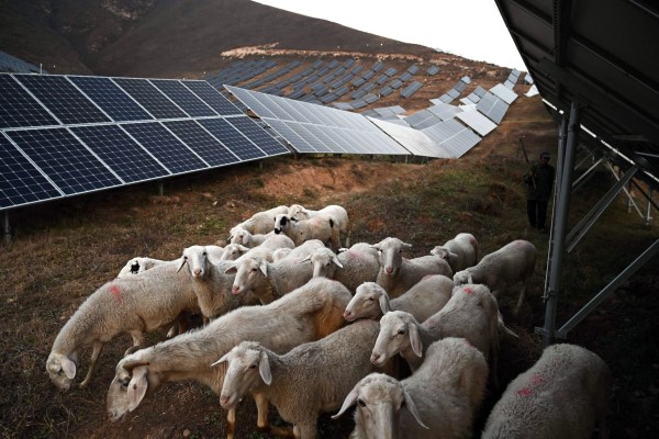 Sheep graze under solar panels on a hillside at Huangjiao village in Baoding in China’s Hebei province in 2021. Photo: AFP