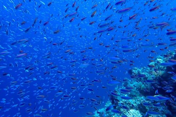 An executive order signed by US President Donald Trump allows American private companies to pursue deep-sea mining in areas beyond US jurisdiction without prior approval from the United Nations. Photo: Xinhua An executive order signed by US President Donald Trump allows American private companies to pursue deep-sea mining in areas beyond US jurisdiction without prior approval from the United Nations. Photo: Xinhua