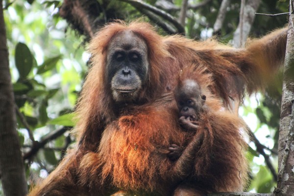 A Tapanuli orangutan, and its young, hanging on a tree in Batang Toru, Tapanuli, North Sumatra, Indonesia in 2015. Photo: Sumatran Orangutan Conservation Programme/EPA-EFE
