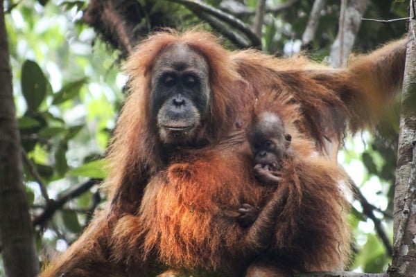 A Tapanuli orangutan, and its young, hanging on a tree in Batang Toru, Tapanuli, North Sumatra, Indonesia in 2015. Photo: Sumatran Orangutan Conservation Programme/EPA-EFE A Tapanuli orangutan, and its young, hanging on a tree in Batang Toru, Tapanuli, North Sumatra, Indonesia in 2015. Photo: Sumatran Orangutan Conservation Programme/EPA-EFE