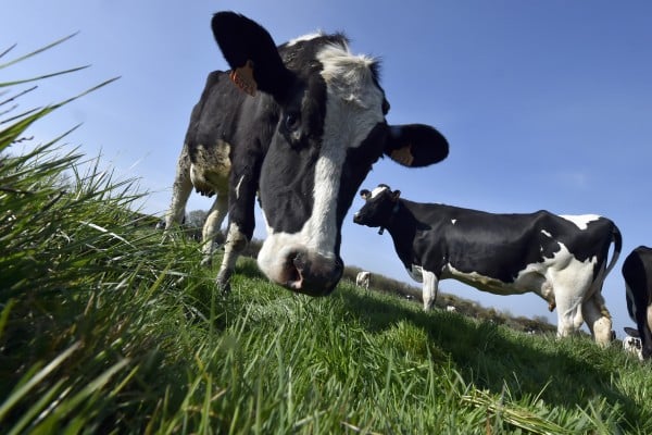 China has slapped provisional anti-subsidy fees of up to 42.7 per cent on European producers of certain dairy products, including various types of cheese and cream. Photo: AFP China has slapped provisional anti-subsidy fees of up to 42.7 per cent on European producers of certain dairy products, including various types of cheese and cream. Photo: AFP