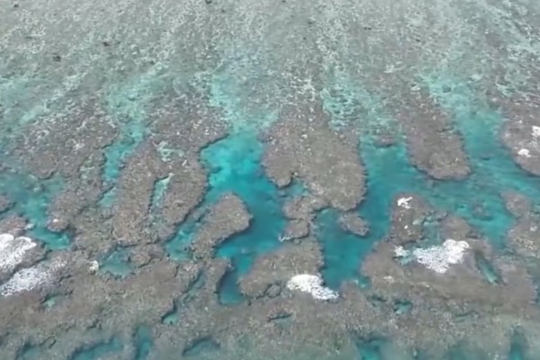 The report said 135 different species of coral were found at the reef. Photo: CCTV