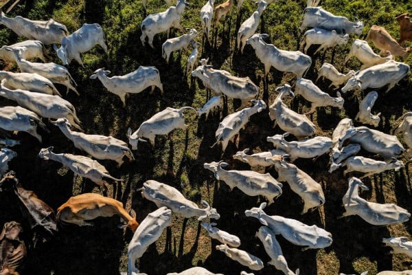 A herd of cattle is seen at a farm in Sao Felix do Xingu, Para state, Brazil, in June last year. Total trade volume between Brazil and China rose 8.2 per cent year on year in 2025. Photo: AFP A herd of cattle is seen at a farm in Sao Felix do Xingu, Para state, Brazil, in June last year. Total trade volume between Brazil and China rose 8.2 per cent year on year in 2025. Photo: AFP