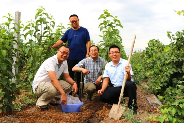 Chinese scientists including Zhu Mingqiang (right) of Northwest A&F University are behind a thriving project to plant high-value alternative “rubber trees” in the Gobi Desert. Photo: Handout Chinese scientists including Zhu Mingqiang (right) of Northwest A&F University are behind a thriving project to plant high-value alternative “rubber trees” in the Gobi Desert. Photo: Handout