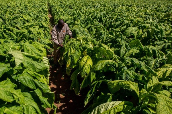 Tobacco is Zimbabwe’s largest agricultural export and a primary foreign currency earner, dominating its trade with Beijing. Last season, it produced 352.7 million kilograms of tobacco.  Photo: Getty Images