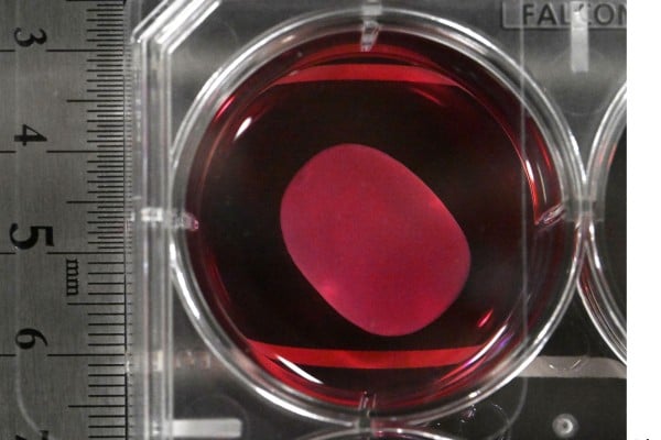 A heart muscle sheet derived from human stem cells at the University of Osaka. Photo: Kyodo A heart muscle sheet derived from human stem cells at the University of Osaka. Photo: Kyodo