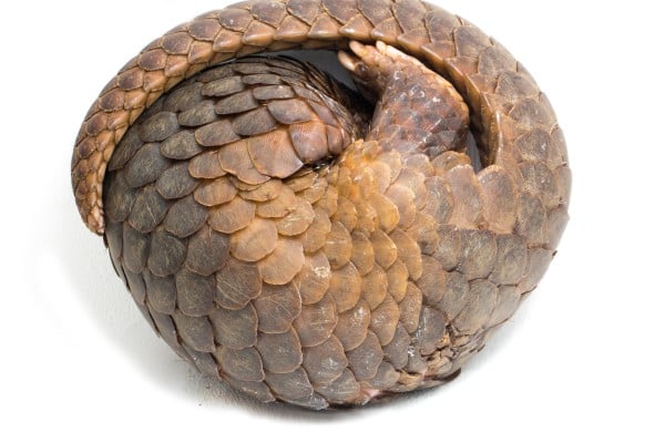 A Malaysian resort was raided for serving illegal pangolin soup and meat in Sabah. Photo: Shutterstock A Malaysian resort was raided for serving illegal pangolin soup and meat in Sabah. Photo: Shutterstock
