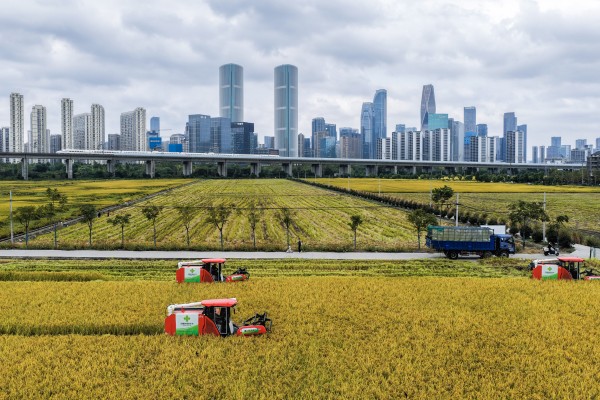 Workers harvest rice in China’s Zhejiang province in October. Photo: Xinhua