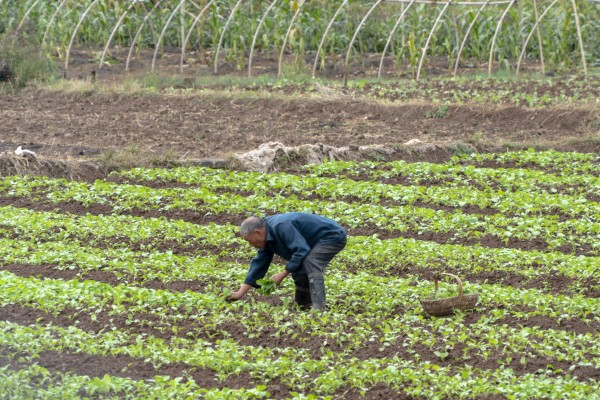 An elderly Chinese farmer works a vegetable field in Anhui province. Photo: Getty Images