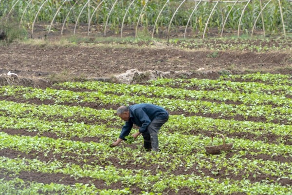An elderly Chinese farmer works a vegetable field in Anhui province. Photo: Getty Images An elderly Chinese farmer works a vegetable field in Anhui province. Photo: Getty Images