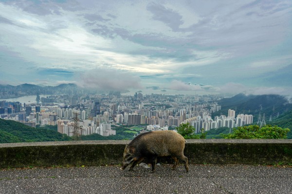 A wild boar is seen at Fei Ngo Shan Road. The number of wild pigs  fell from about 1,830 in 2022 to around 900 in 2024. Photo: Sam Tsang