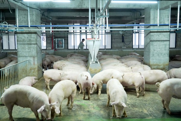 Pigs feed inside a sprawling 26-storey hog farm in central China’s Hubei province. Photo: Xinhua