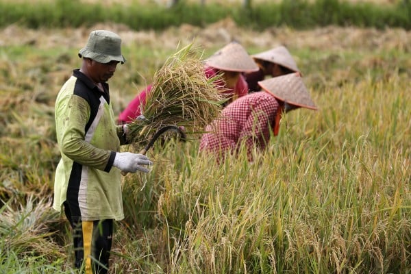 Farmers harvest rice in Aceh Besar, Indonesia. The first planting season of the year is just months away in much of Asia. Photo: EPA Farmers harvest rice in Aceh Besar, Indonesia. The first planting season of the year is just months away in much of Asia. Photo: EPA