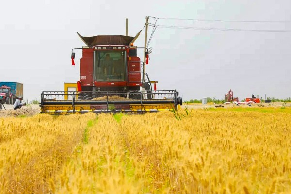 Chinese farmers have grown wheat in the country’s largest desert, Taklamakan, amid ongoing efforts to turn arid deserts into fertile soil and the drive to strengthen food security.
Photo: Weibo