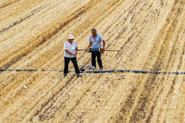 Farmers in Hebi, Henan province, water newly sown corn in June 2024 after an El Nino event that lasted around a year. Photo: Costfoto/NurPhoto via Getty Images