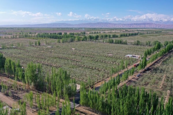An apple orchard in China’s western Xinjiang Uygur autonomous region, along the edge of the Taklamakan Desert. Photo: Xinhua An apple orchard in China’s western Xinjiang Uygur autonomous region, along the edge of the Taklamakan Desert. Photo: Xinhua