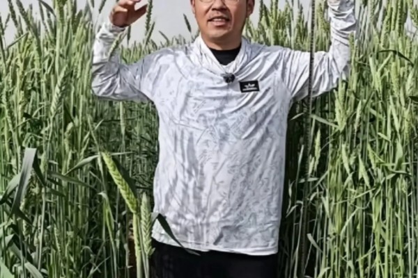 The crop can grow up to 1.6 metres high, taller than some humans. Photo: qq.com