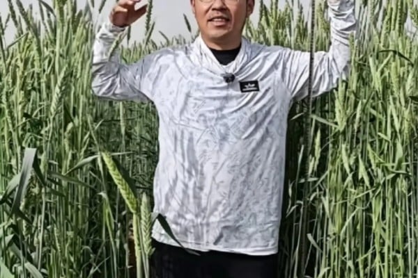 The crop can grow up to 1.6 metres high, taller than some humans. Photo: qq.com The crop can grow up to 1.6 metres high, taller than some humans. Photo: qq.com