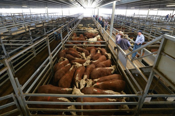 Farmers look at cattle at a weekly livestock sale in New South Wales, Australia. China is a major export market for Australian beef producers. Photo: AFP Farmers look at cattle at a weekly livestock sale in New South Wales, Australia. China is a major export market for Australian beef producers. Photo: AFP