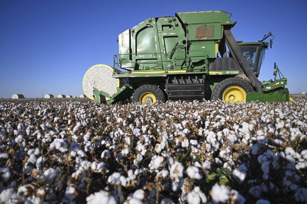 A team led by scientists from the Chinese Academy of Sciences’ Xinjiang Institute of Ecology and Geography say they genetically modified cotton for resistance to “cotton cancer”. Photo: Xinhua