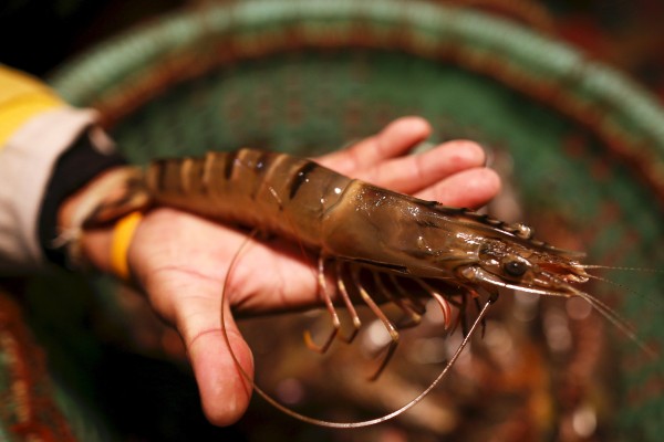 A Thai shrimp farmer holds a shrimp to the camera at his house in Samut Prakan province, Thailand. Photo: Reuters