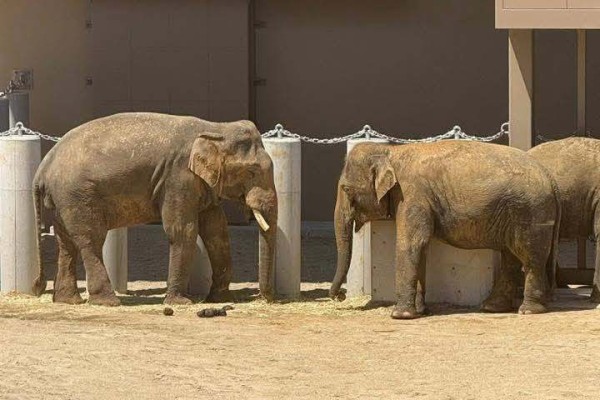Three elephants that were previously from Malaysia stand in their enclosure at the Tennoji Zoo in Osaka. Photo: Facebook/The Patriot Studio 