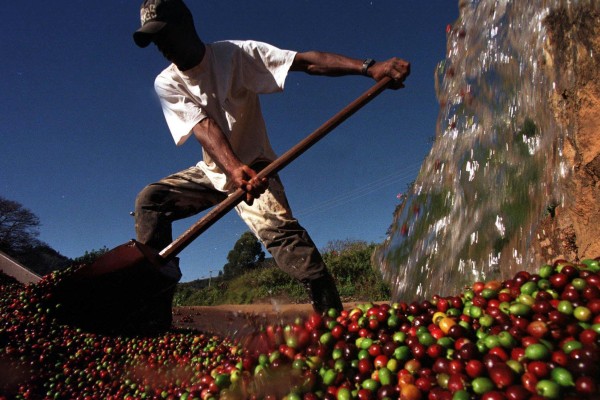 A worker washes coffee beans at a plantation near Pocos de Caldas, Brazil. Brazilian coffee exporters now sell most of their produce to Europe. Photo: AP