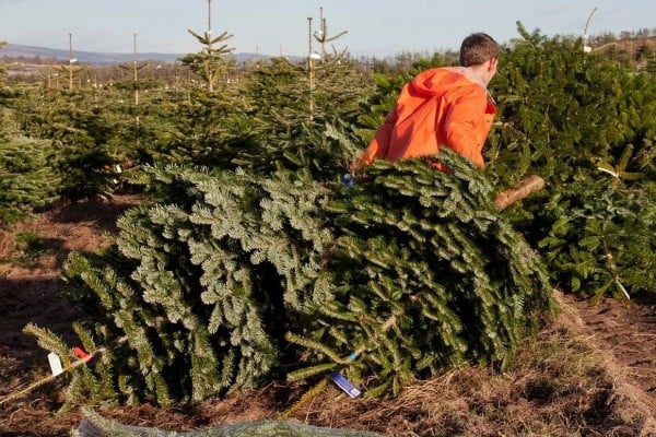 American Christmas tree growers argue that lower-priced artificial Christmas trees imported from China threaten family farms. Photo: Getty Images American Christmas tree growers argue that lower-priced artificial Christmas trees imported from China threaten family farms. Photo: Getty Images