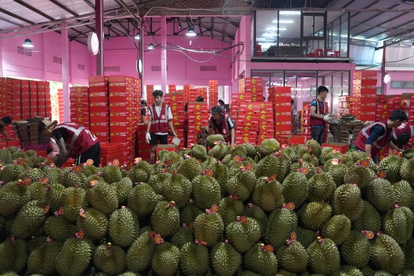 Workers process durians for export to China in Lam Dong, Vietnam, as Southeast Asian exporters offloaded a glut of the pungent, spiky fruit, sparking a drop in prices. Photo: Xinhua