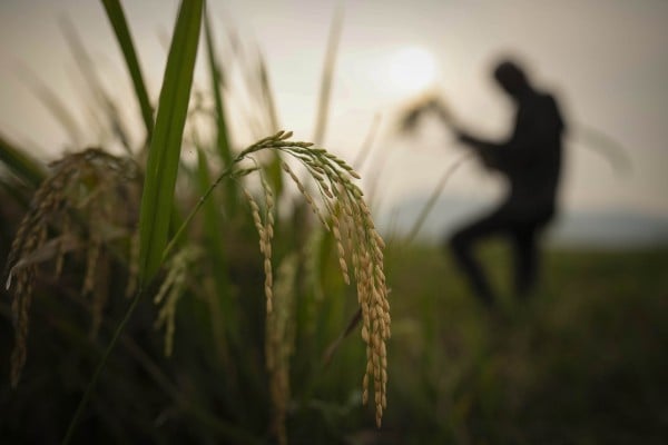 A farmer harvests rice crop in a paddy field on the outskirts of Guwahati, India. Experts warn El Nino may disrupt the global rice market. Photo: AP/File photo A farmer harvests rice crop in a paddy field on the outskirts of Guwahati, India. Experts warn El Nino may disrupt the global rice market. Photo: AP/File photo